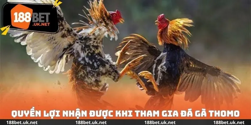 Quyền lợi nhận được khi tham gia đá gà Thomo
