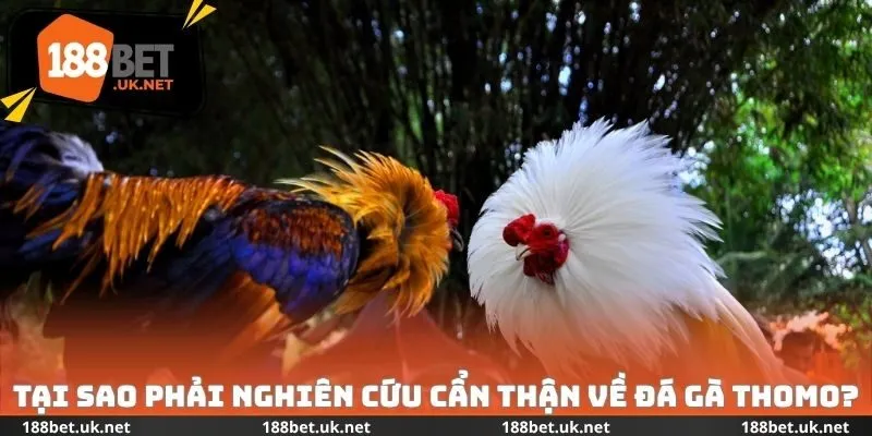 Tại sao phải nghiên cứu cẩn thận về đá gà Thomo?